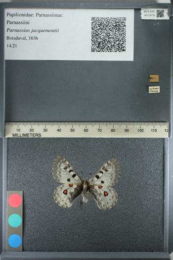 Media type: image;   Entomology 174775